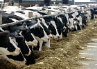 Китай разрешил импорт из РФ субпродуктов крупного рогатого скота Китай разрешил импорт из РФ субпродуктов крупного рогатого скота